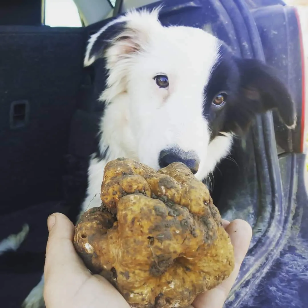 Tartufo Bianco Pregiato