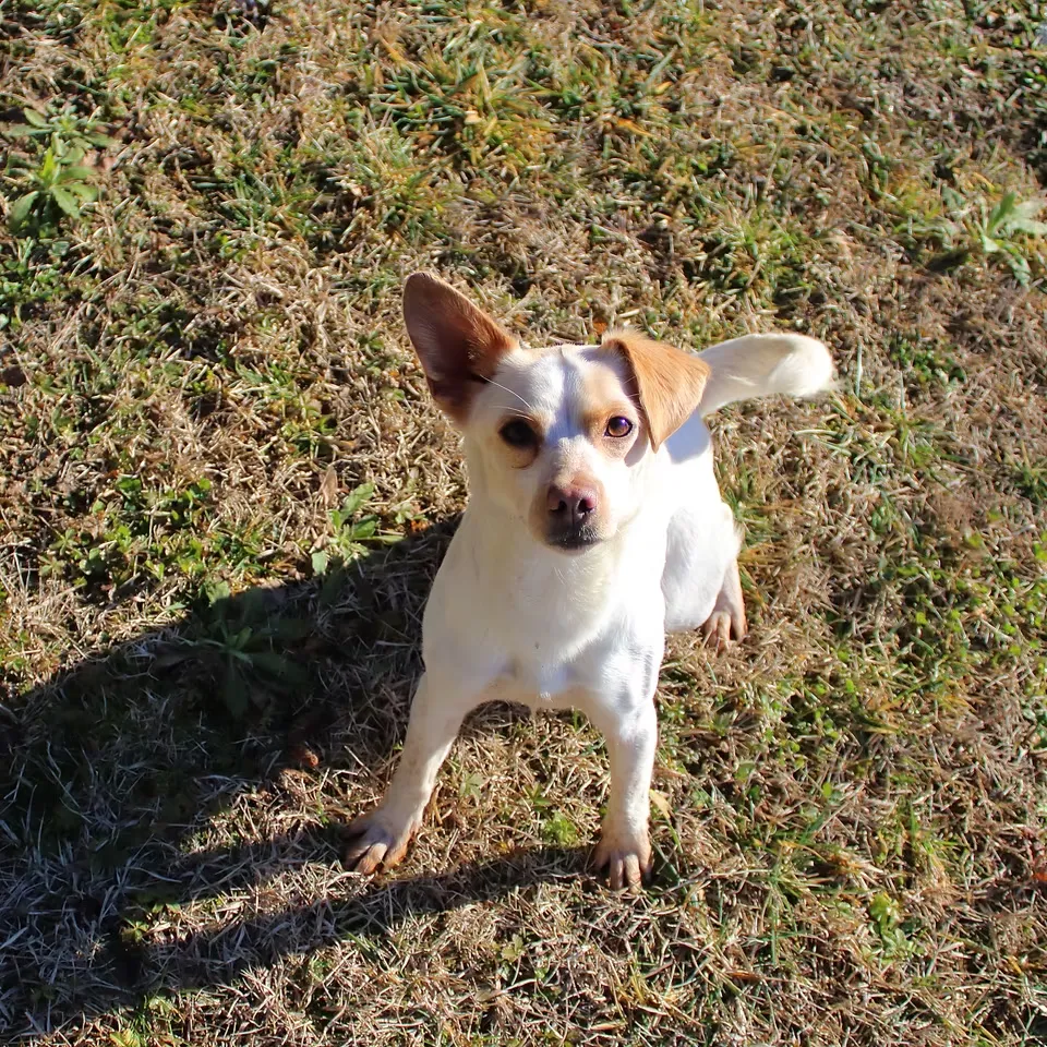 Piccola cagnolina bianca sull’erba