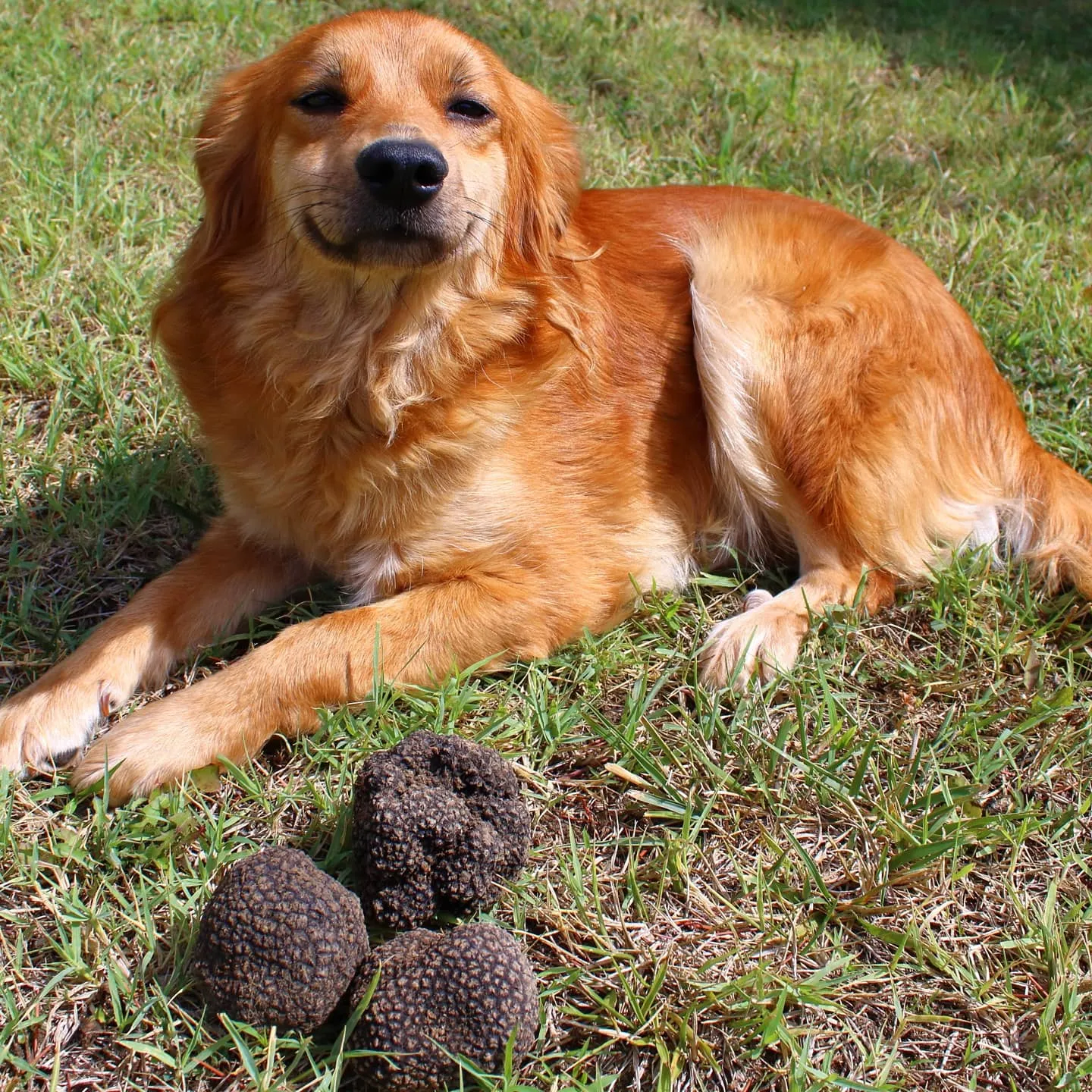 Cane sdraiato sull’erba accanto a tre tartufi neri