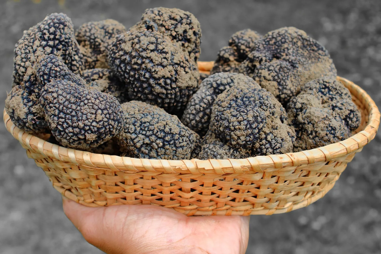 Cesto di tartufi neri appena cavati