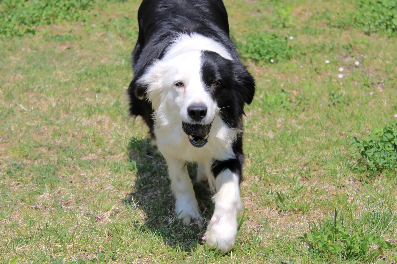 Border collie che corre con un tartufo in bocca