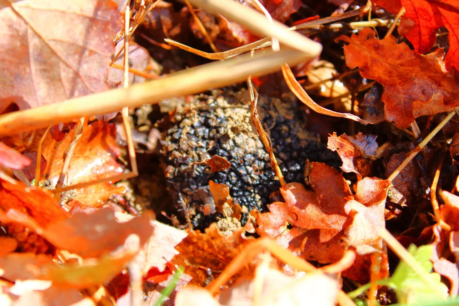 Tartufo tra le foglie d'autunno