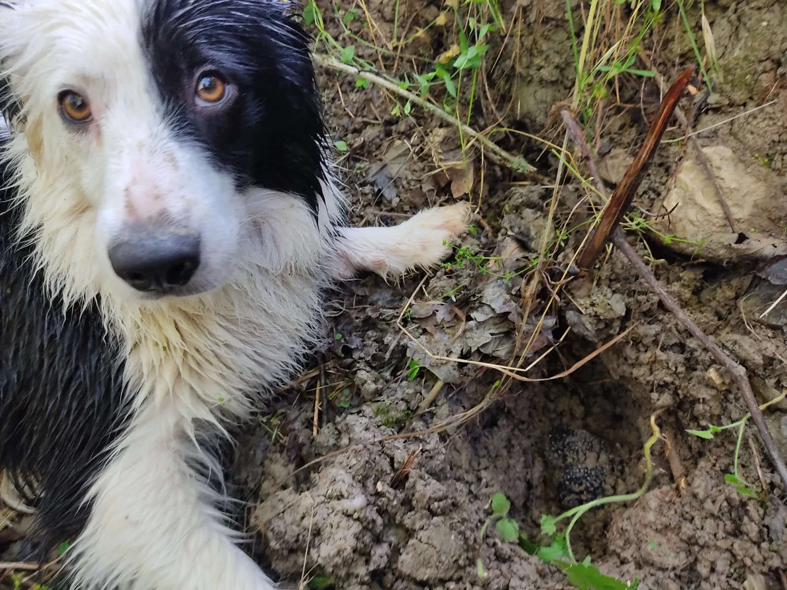 Il cane accanto alla buca con il tartufo