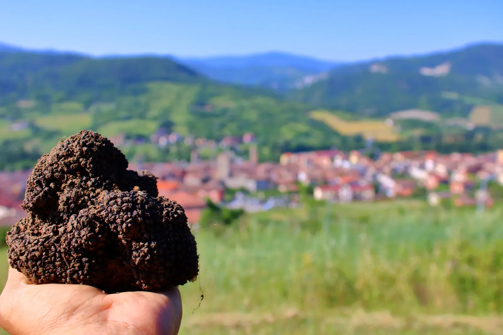 Un tartufo davanti al paese e alle colline